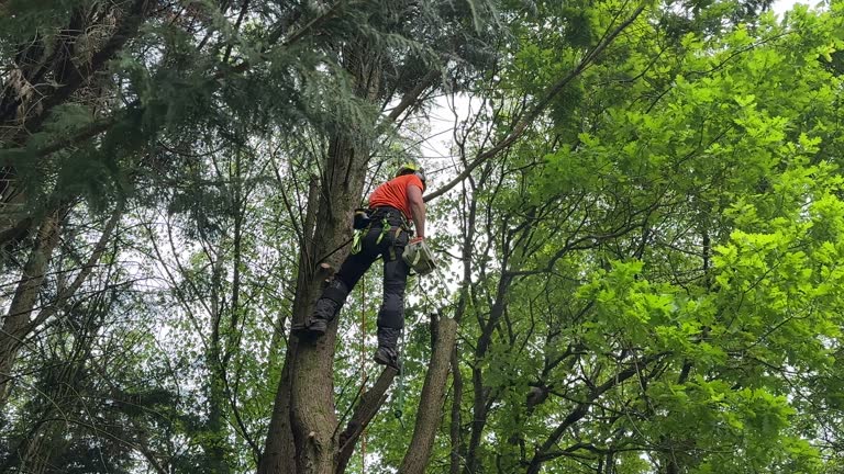 Best Utility Line Clearance  in Carrabelle, FL